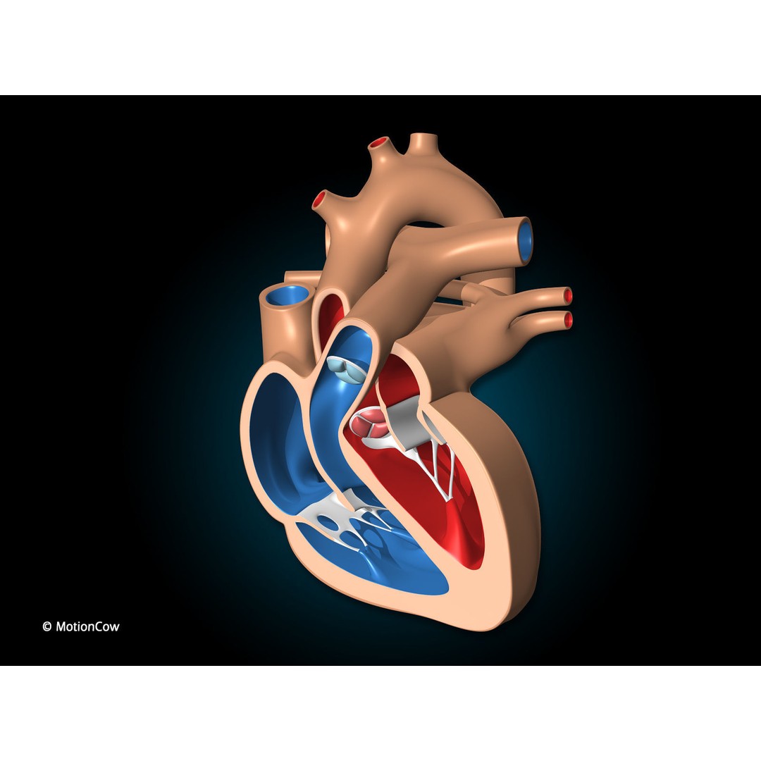 Heart X-Section 3D Model – Animated Human Anatomy, FBX, Blender - View 3