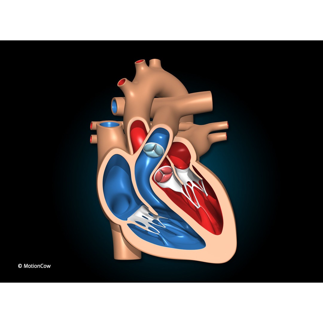 Heart X-Section 3D Model – Animated Human Anatomy, FBX, Blender - View 4