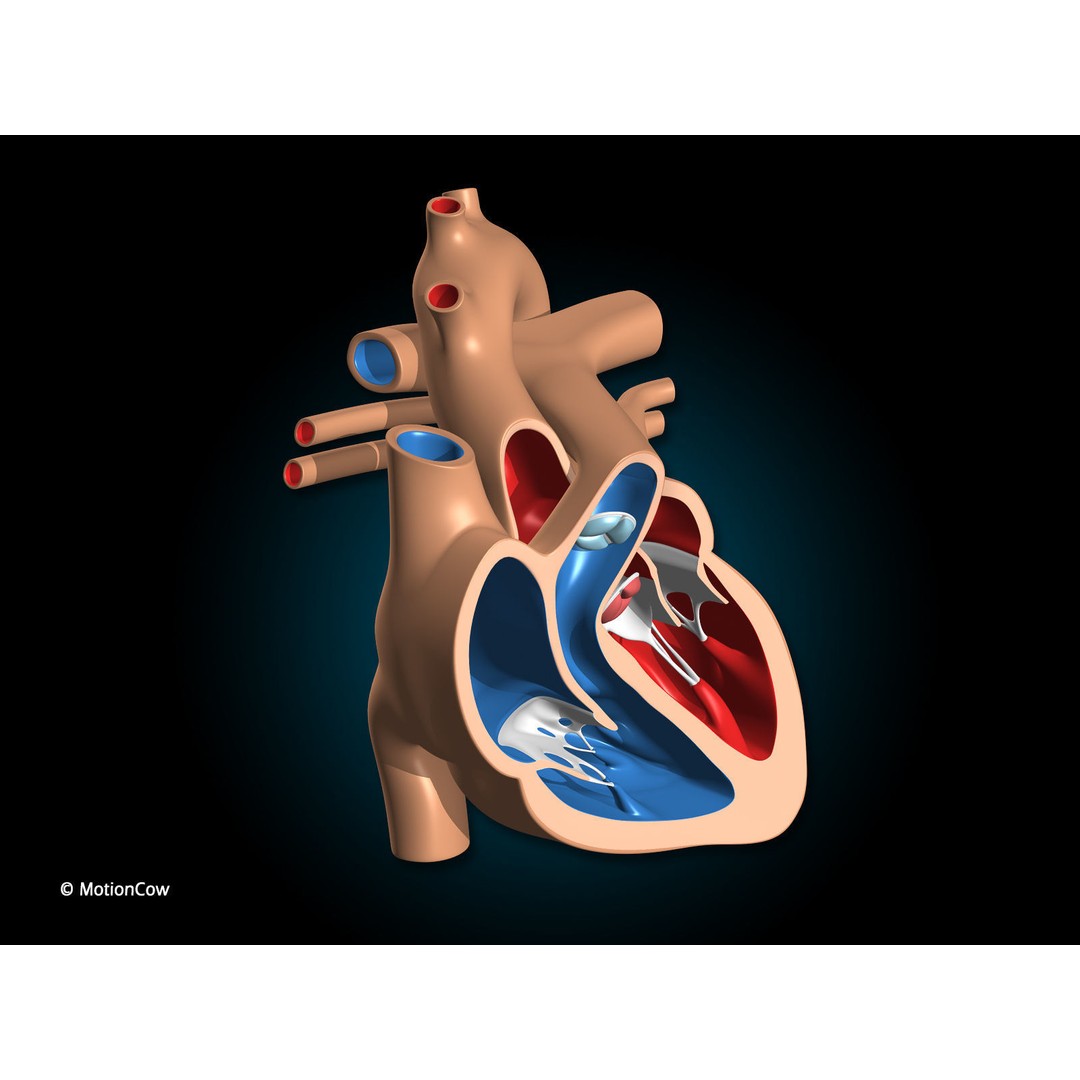 Heart X-Section 3D Model – Animated Human Anatomy, FBX, Blender - View 5
