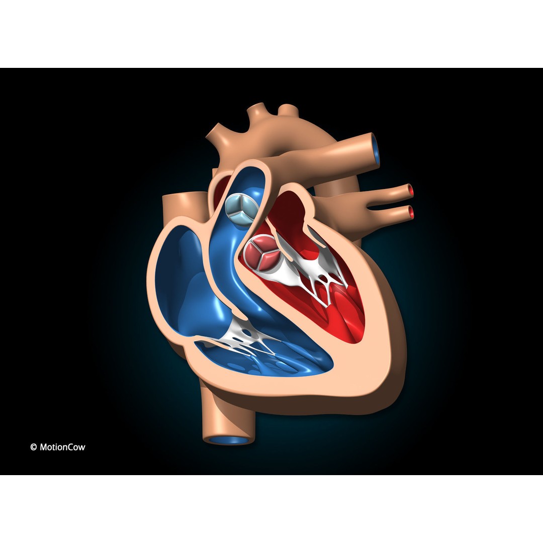 Heart X-Section 3D Model – Animated Human Anatomy, FBX, Blender - View 6