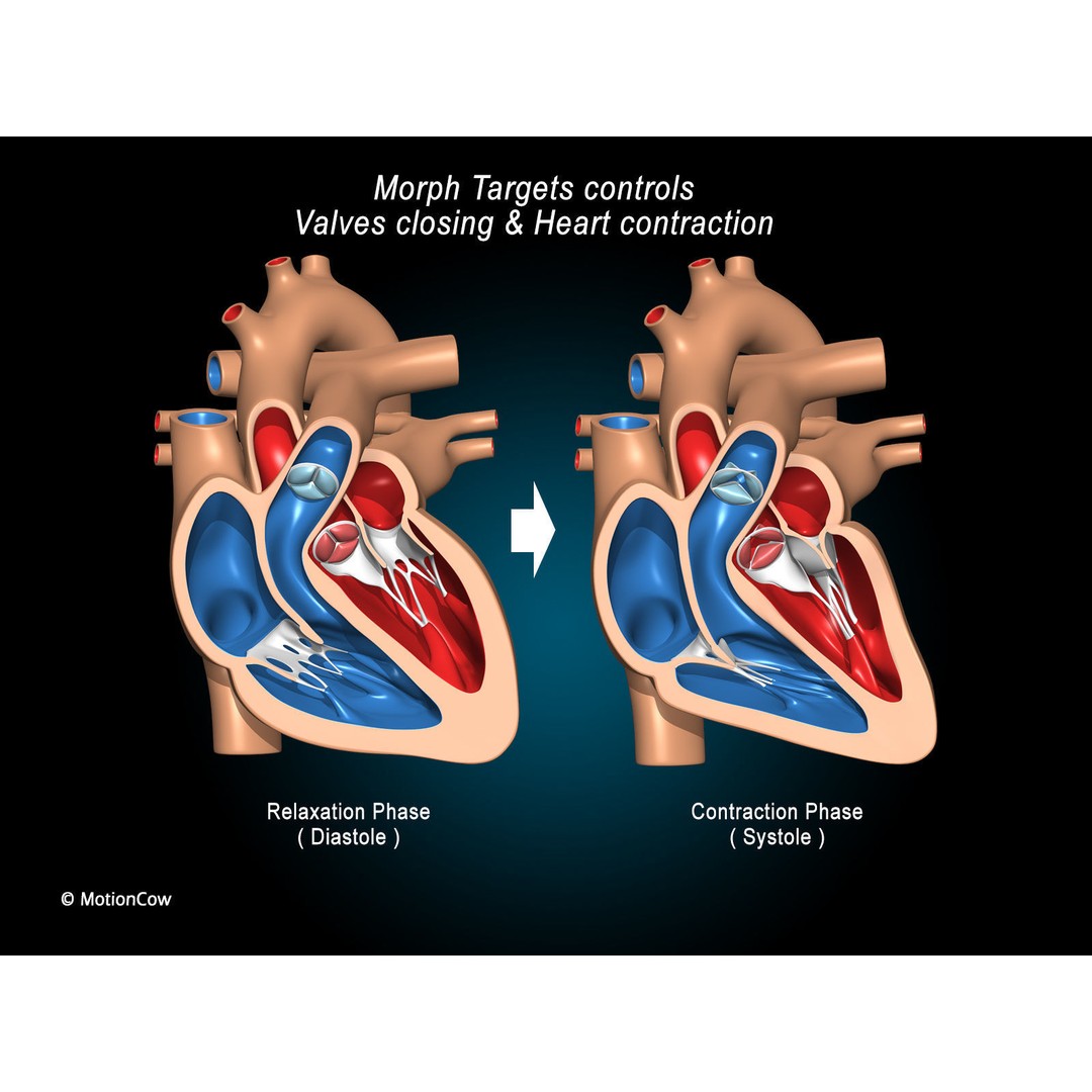 Heart X-Section 3D Model – Animated Human Anatomy, FBX, Blender - View 7