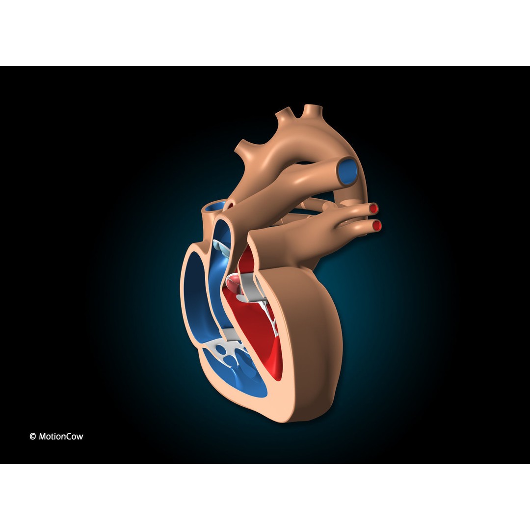 Heart X-Section 3D Model – Animated Human Anatomy, FBX, Blender - View 9