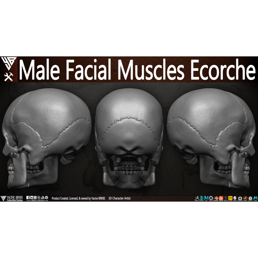 Male Facial Muscle Ecorche 3D Model – Low Poly Character Anatomy, OBJ - View 10