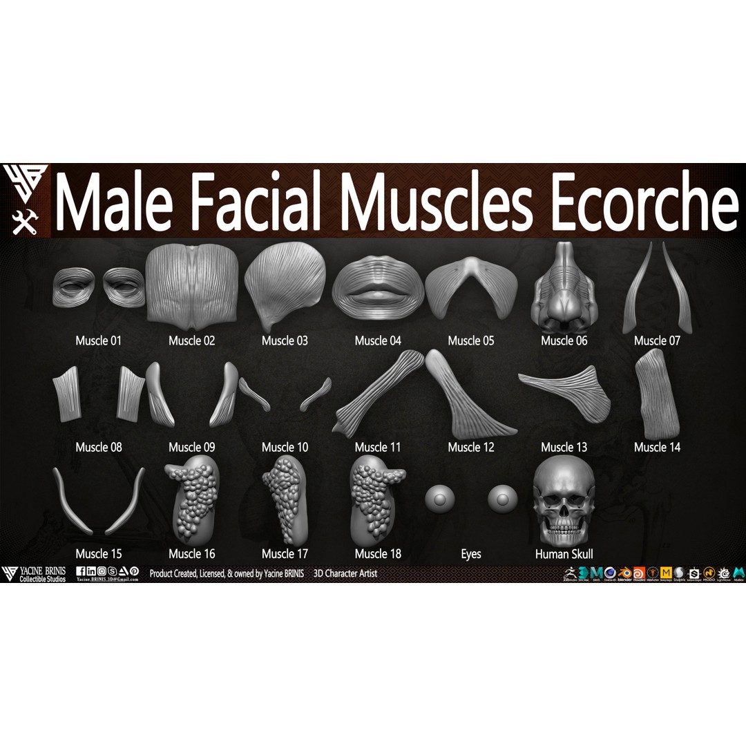 Male Facial Muscle Ecorche 3D Model – Low Poly Character Anatomy, OBJ - View 11