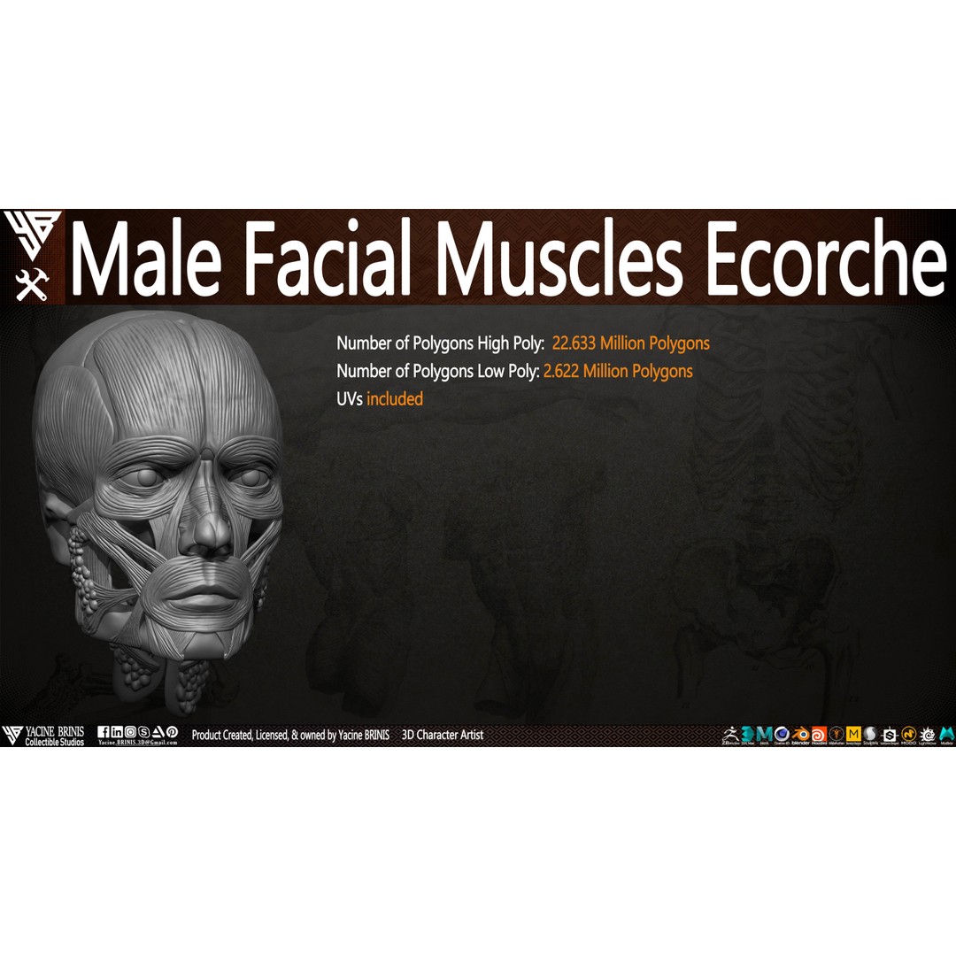 Male Facial Muscle Ecorche 3D Model – Low Poly Character Anatomy, OBJ - View 12