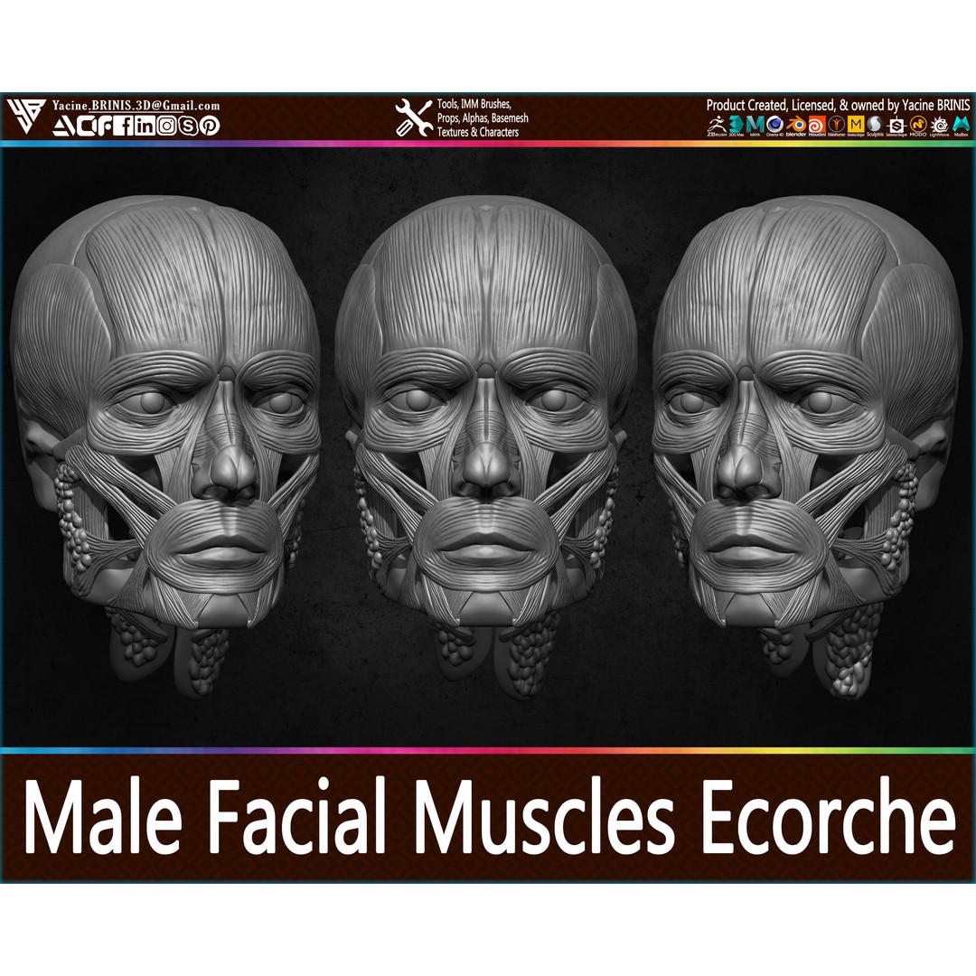 Male Facial Muscle Ecorche 3D Model – Low Poly Character Anatomy, OBJ - View 13