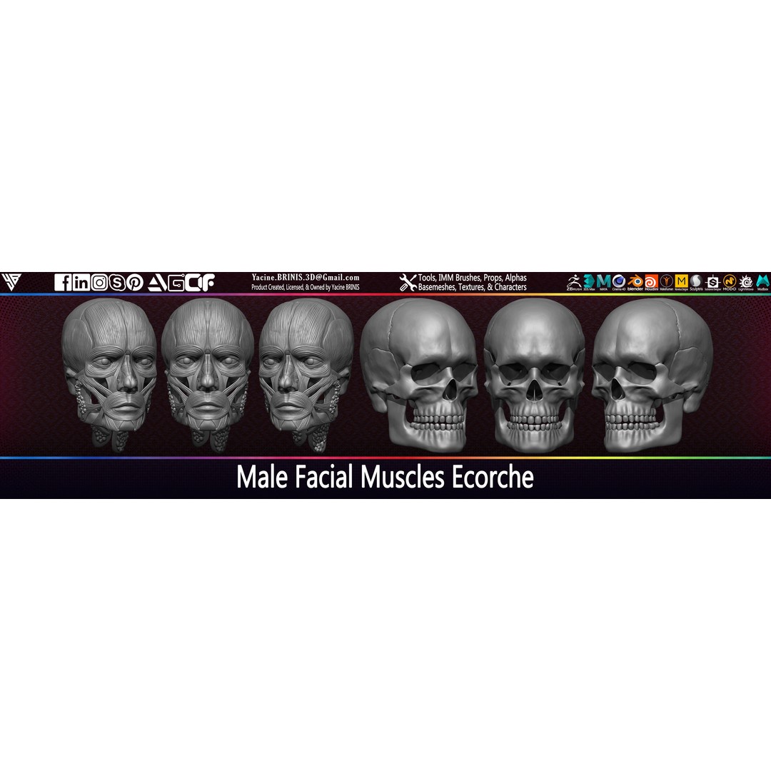 Male Facial Muscle Ecorche 3D Model – Low Poly Character Anatomy, OBJ - View 14