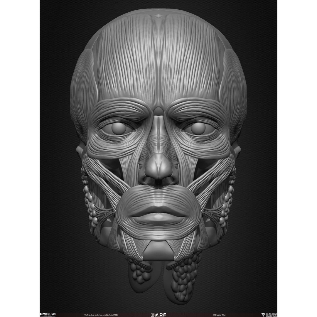 Male Facial Muscle Ecorche 3D Model – Low Poly Character Anatomy, OBJ - View 15