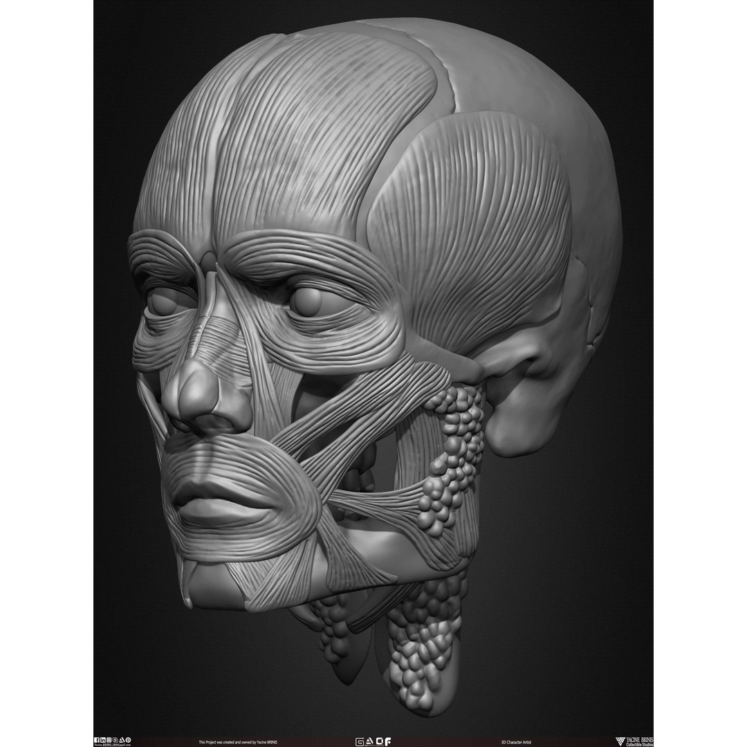 Male Facial Muscle Ecorche 3D Model – Low Poly Character Anatomy, OBJ - View 16