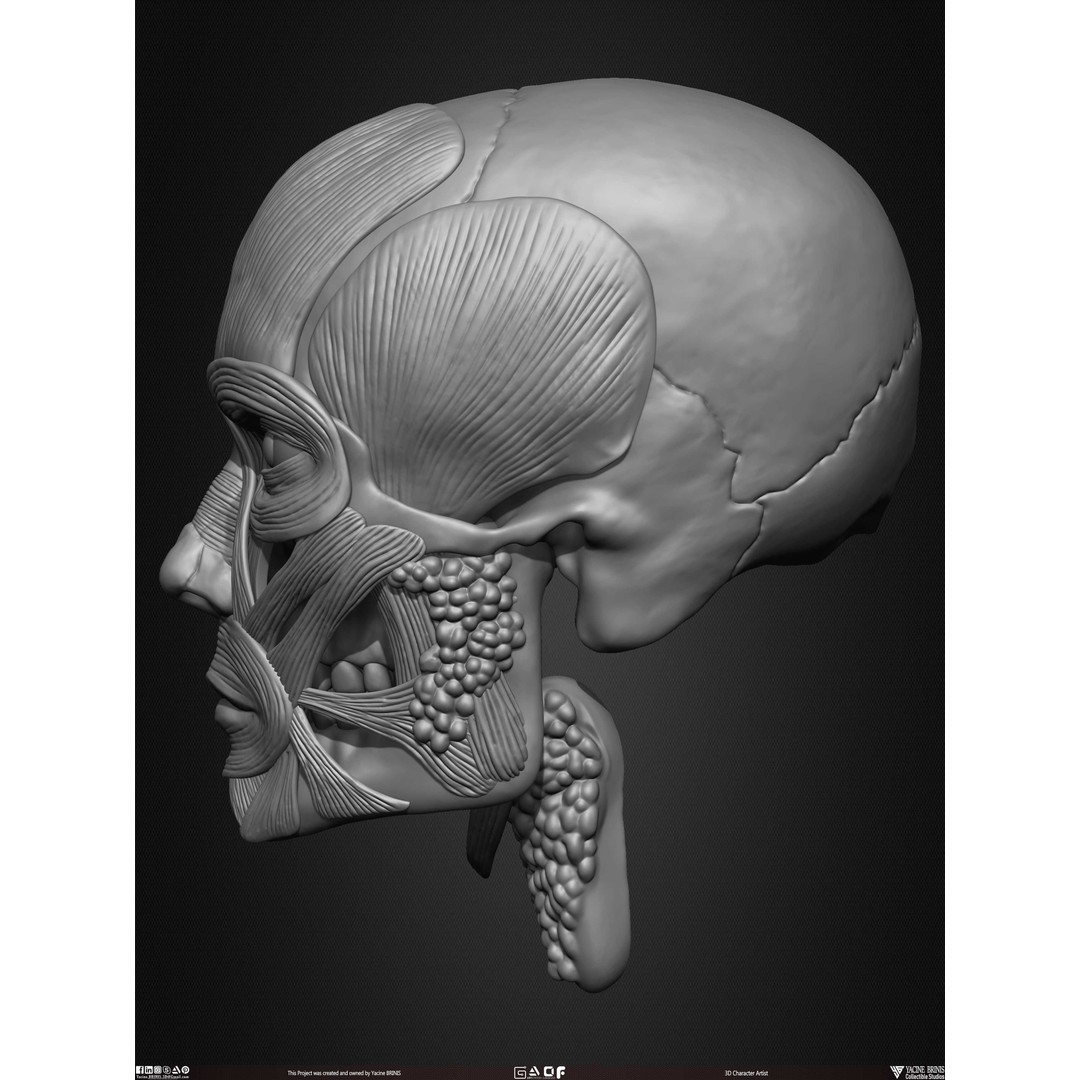 Male Facial Muscle Ecorche 3D Model – Low Poly Character Anatomy, OBJ - View 17