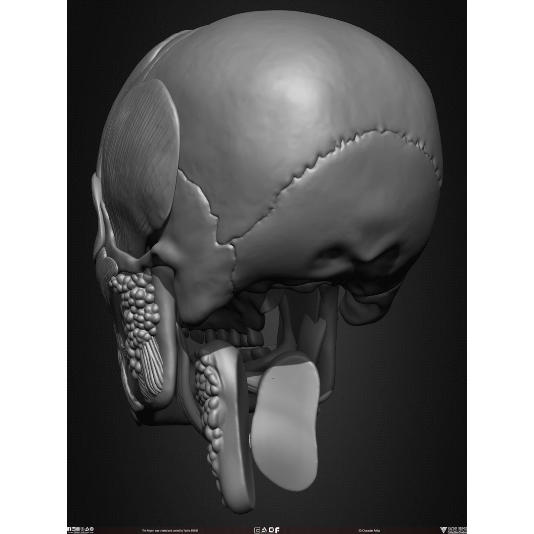 Male Facial Muscle Ecorche 3D Model – Low Poly Character Anatomy, OBJ - View 18