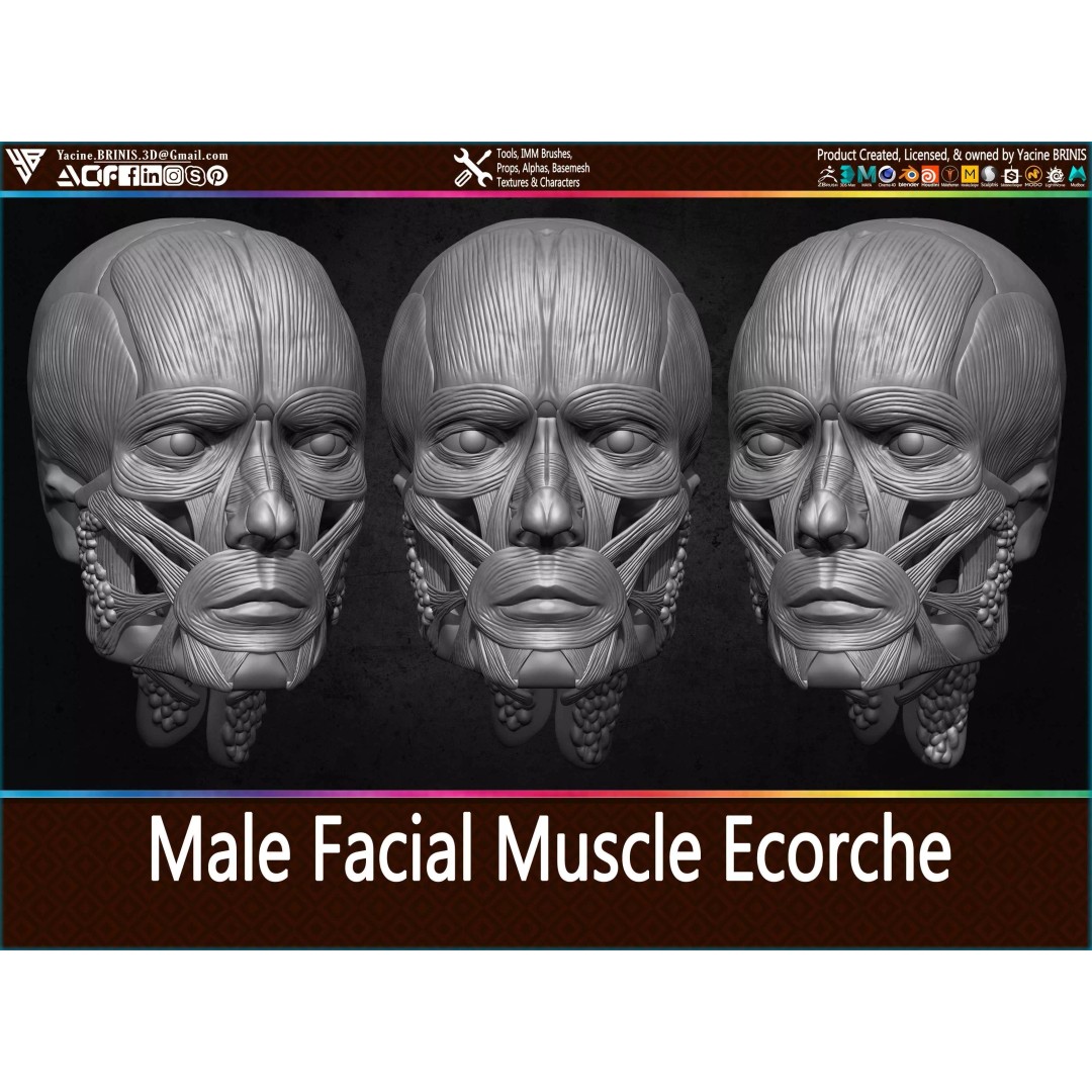 Male Facial Muscle Ecorche 3D Model – Low Poly Character Anatomy, OBJ - View 2