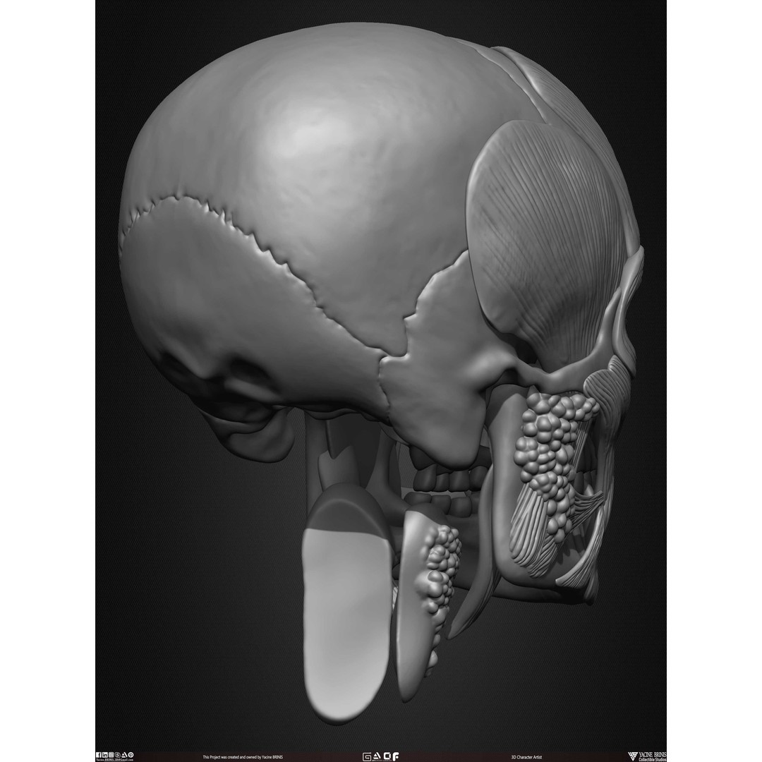 Male Facial Muscle Ecorche 3D Model – Low Poly Character Anatomy, OBJ - View 20