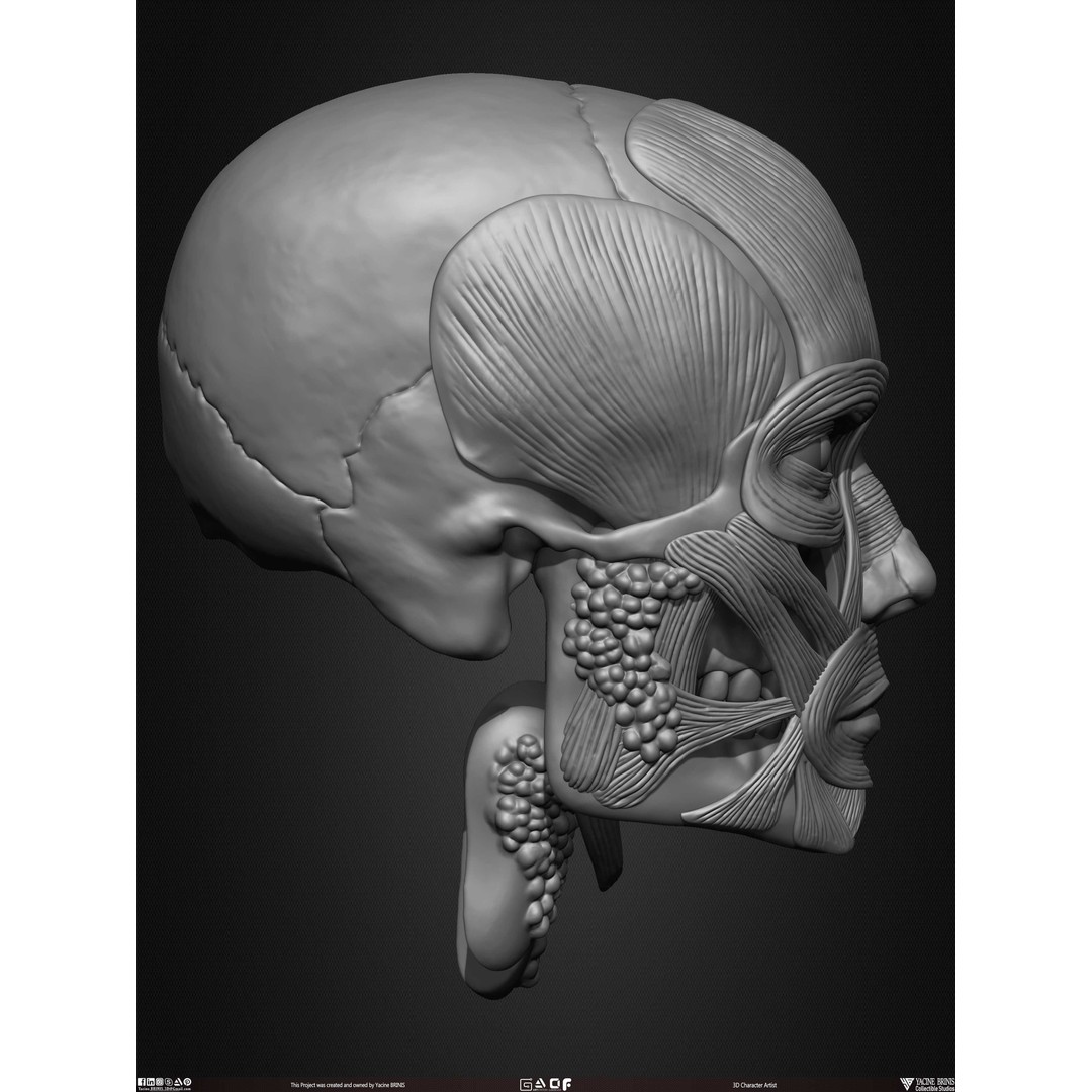 Male Facial Muscle Ecorche 3D Model – Low Poly Character Anatomy, OBJ - View 21