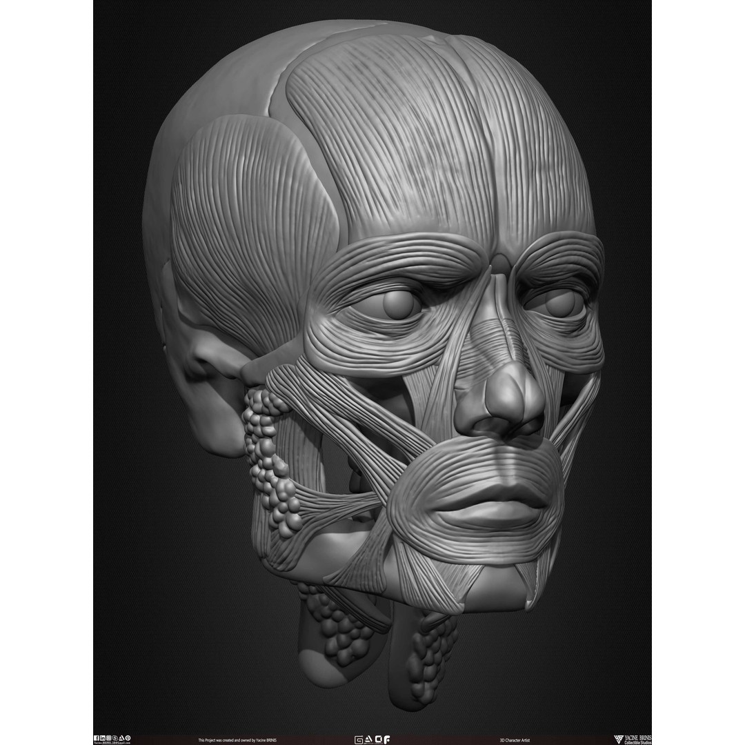 Male Facial Muscle Ecorche 3D Model – Low Poly Character Anatomy, OBJ - View 22
