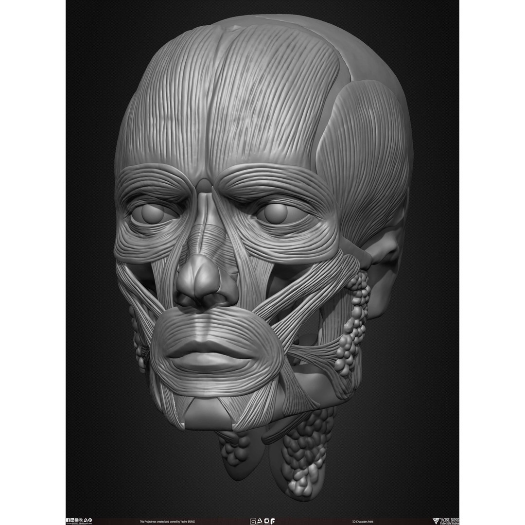 Male Facial Muscle Ecorche 3D Model – Low Poly Character Anatomy, OBJ - View 23