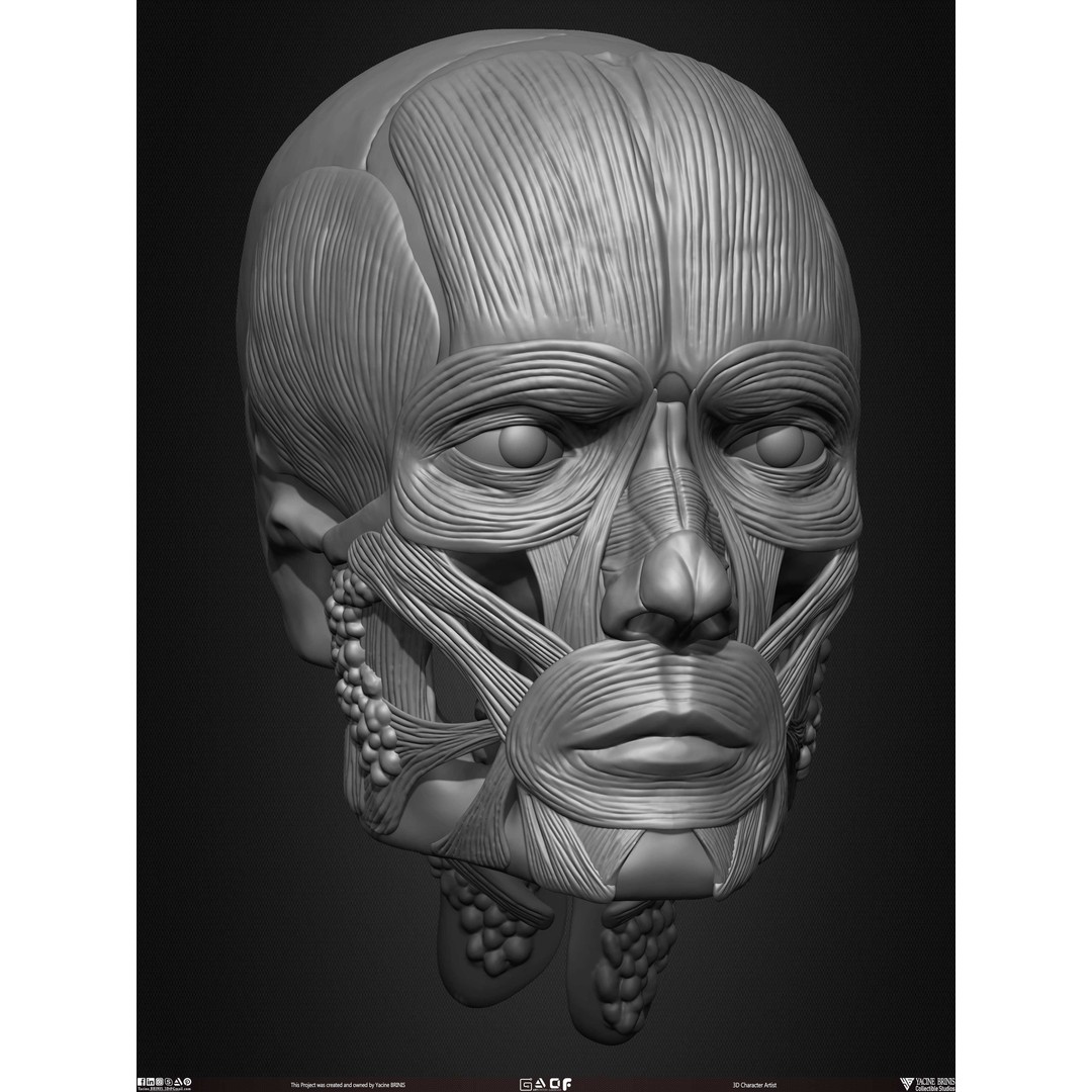 Male Facial Muscle Ecorche 3D Model – Low Poly Character Anatomy, OBJ - View 24