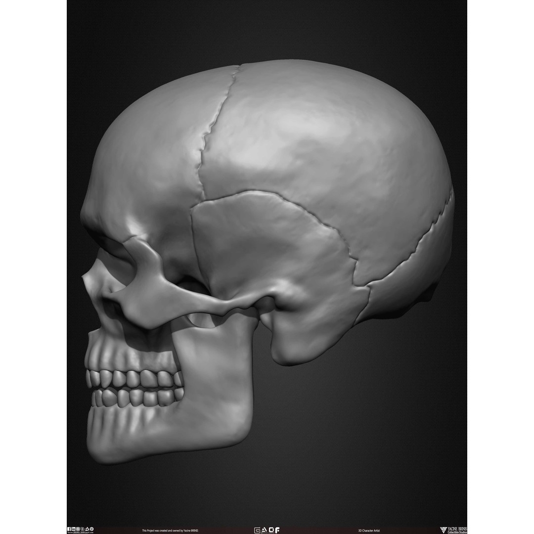 Male Facial Muscle Ecorche 3D Model – Low Poly Character Anatomy, OBJ - View 27
