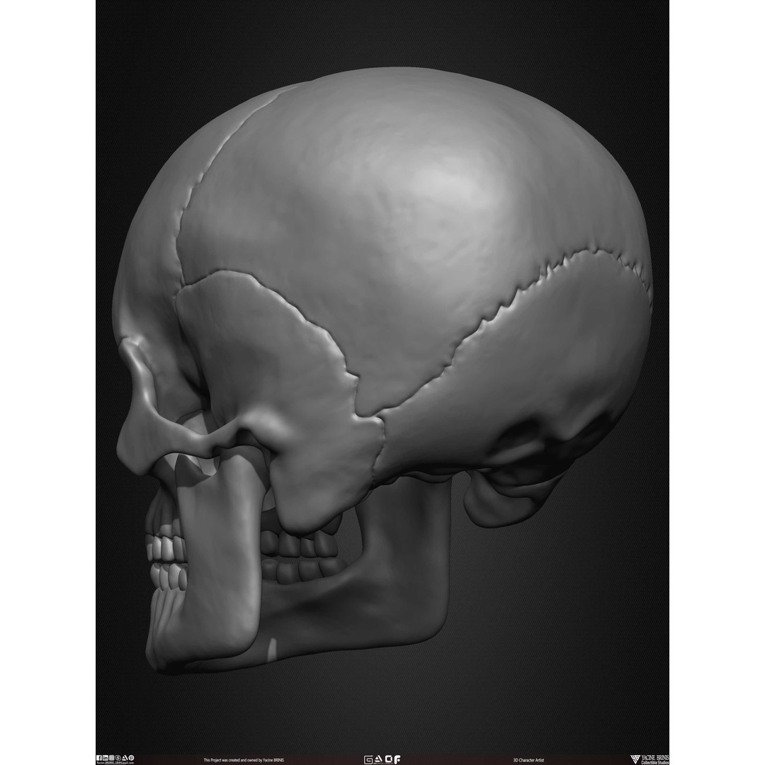 Male Facial Muscle Ecorche 3D Model – Low Poly Character Anatomy, OBJ - View 28