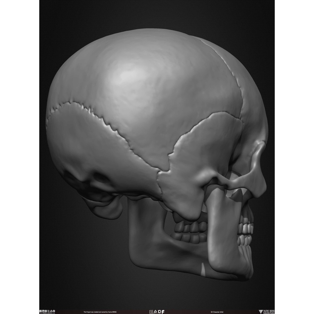 Male Facial Muscle Ecorche 3D Model – Low Poly Character Anatomy, OBJ - View 30