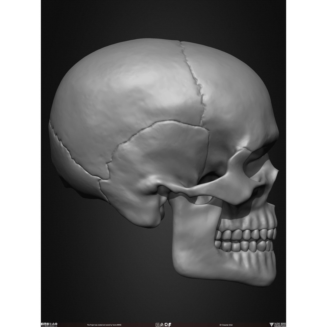 Male Facial Muscle Ecorche 3D Model – Low Poly Character Anatomy, OBJ - View 31