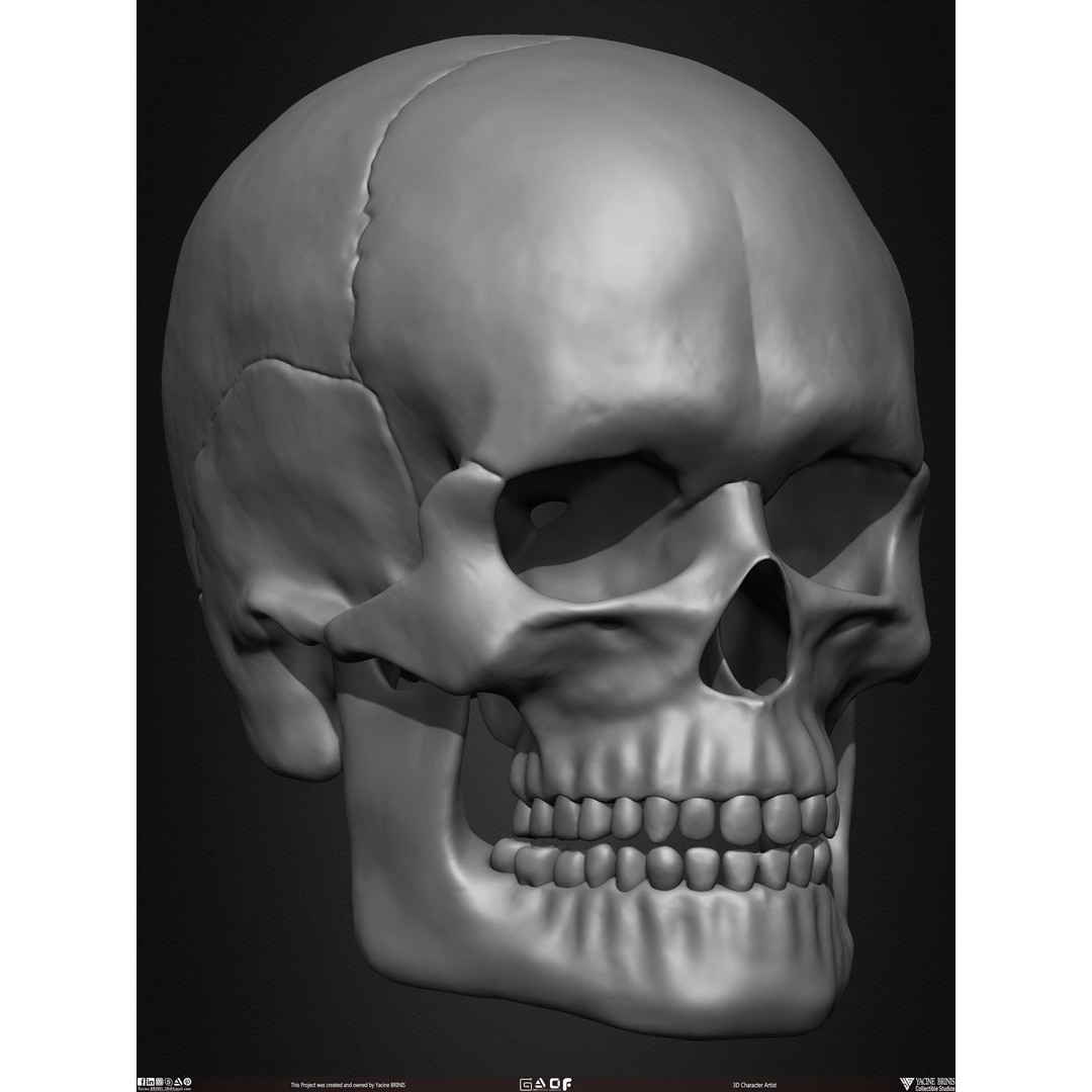 Male Facial Muscle Ecorche 3D Model – Low Poly Character Anatomy, OBJ - View 32