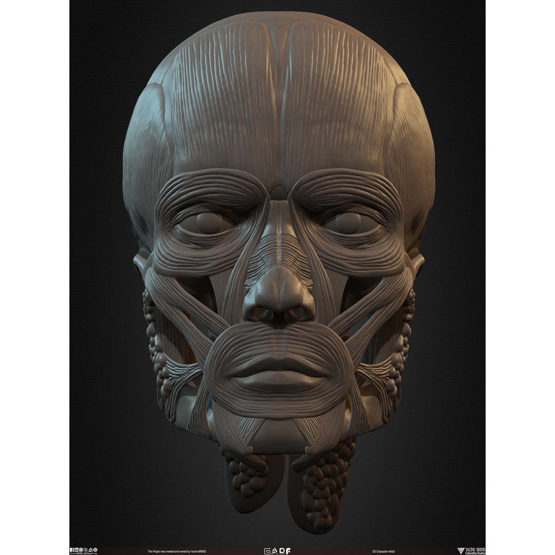 Male Facial Muscle Ecorche 3D Model – Low Poly Character Anatomy, OBJ - View 33