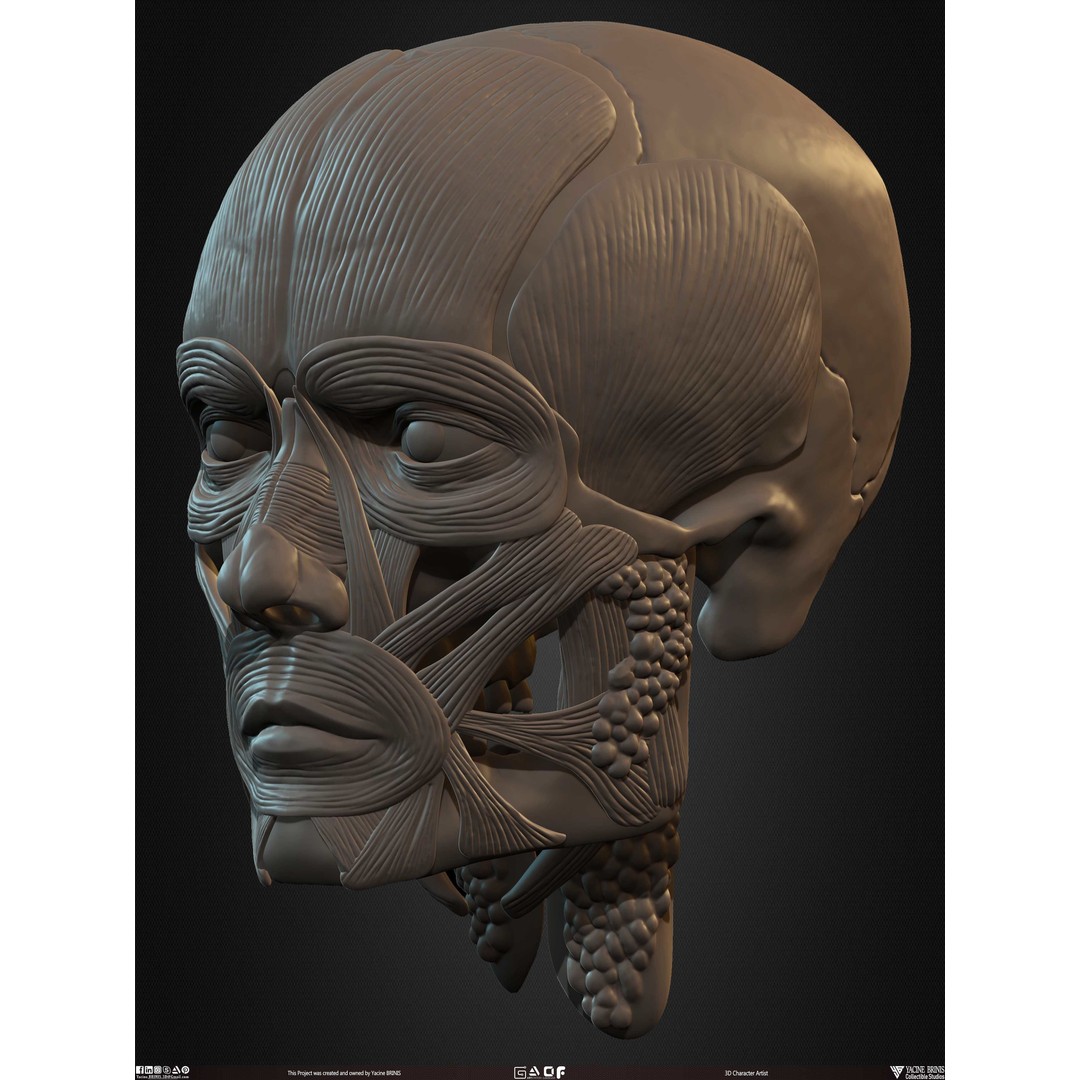Male Facial Muscle Ecorche 3D Model – Low Poly Character Anatomy, OBJ - View 34