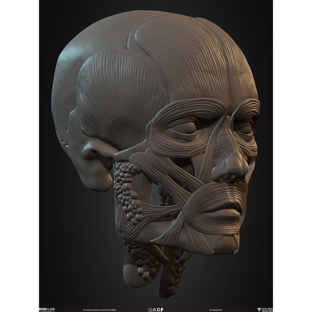 Male Facial Muscle Ecorche 3D Model – Low Poly Character Anatomy, OBJ - View 35