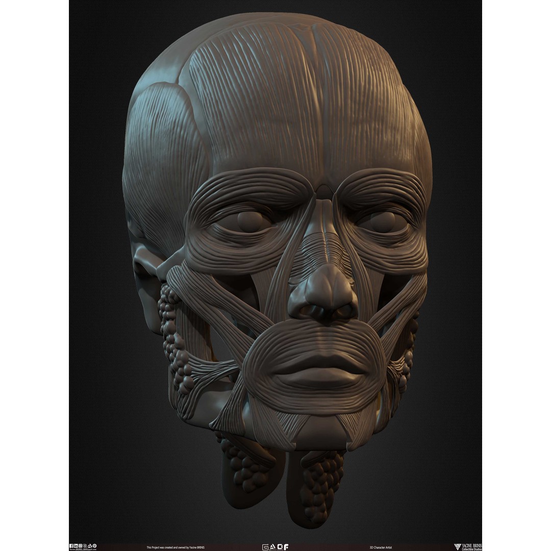 Male Facial Muscle Ecorche 3D Model – Low Poly Character Anatomy, OBJ - View 36