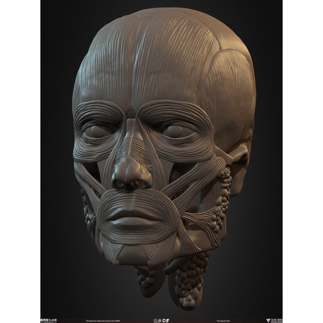 Male Facial Muscle Ecorche 3D Model – Low Poly Character Anatomy, OBJ - View 37