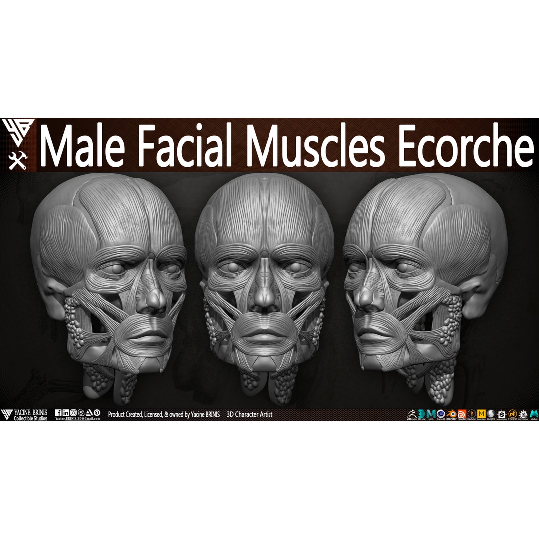 Male Facial Muscle Ecorche 3D Model – Low Poly Character Anatomy, OBJ - View 4