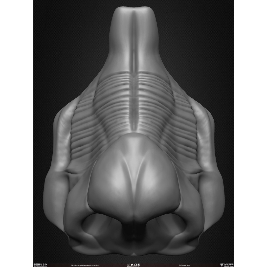 Male Facial Muscle Ecorche 3D Model – Low Poly Character Anatomy, OBJ - View 41