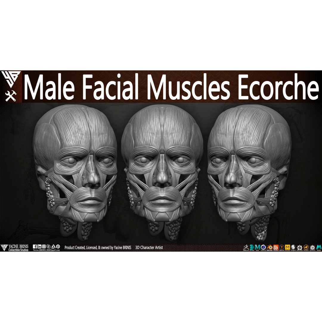 Male Facial Muscle Ecorche 3D Model – Low Poly Character Anatomy, OBJ - View 5