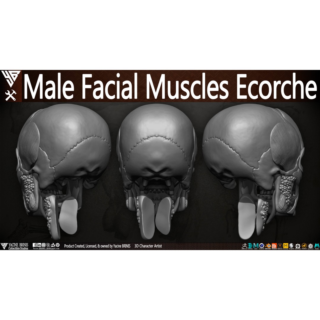 Male Facial Muscle Ecorche 3D Model – Low Poly Character Anatomy, OBJ - View 7