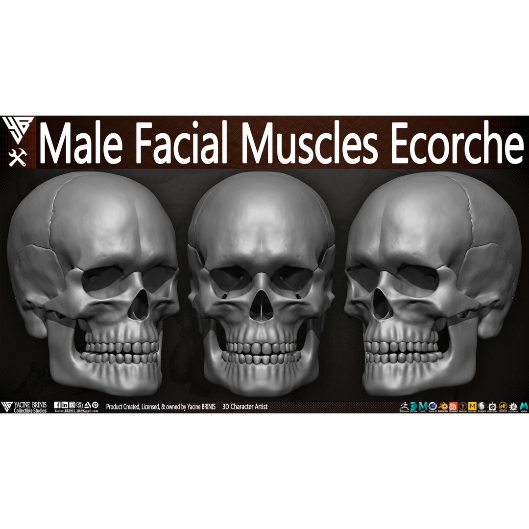 Male Facial Muscle Ecorche 3D Model – Low Poly Character Anatomy, OBJ - View 8
