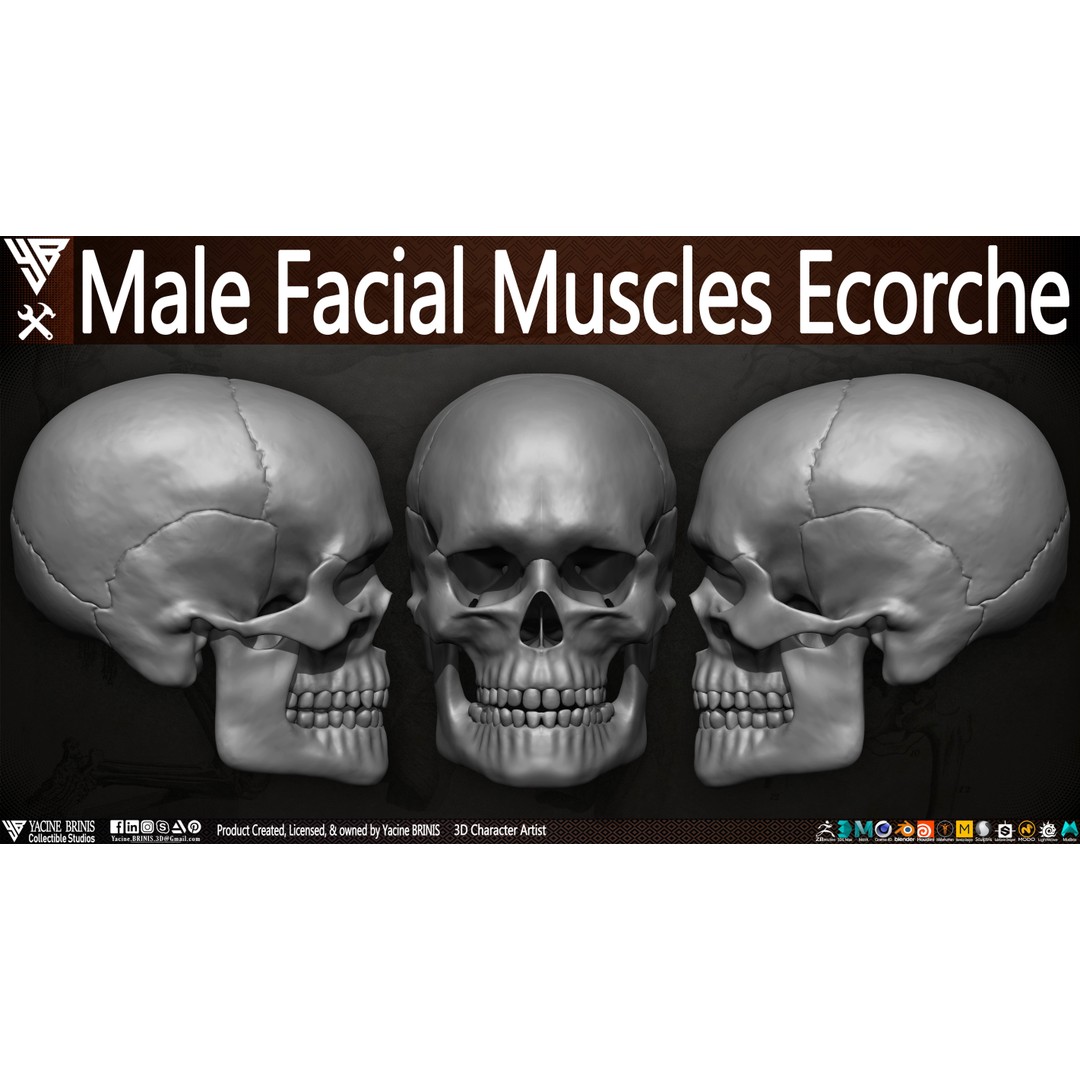 Male Facial Muscle Ecorche 3D Model – Low Poly Character Anatomy, OBJ - View 9