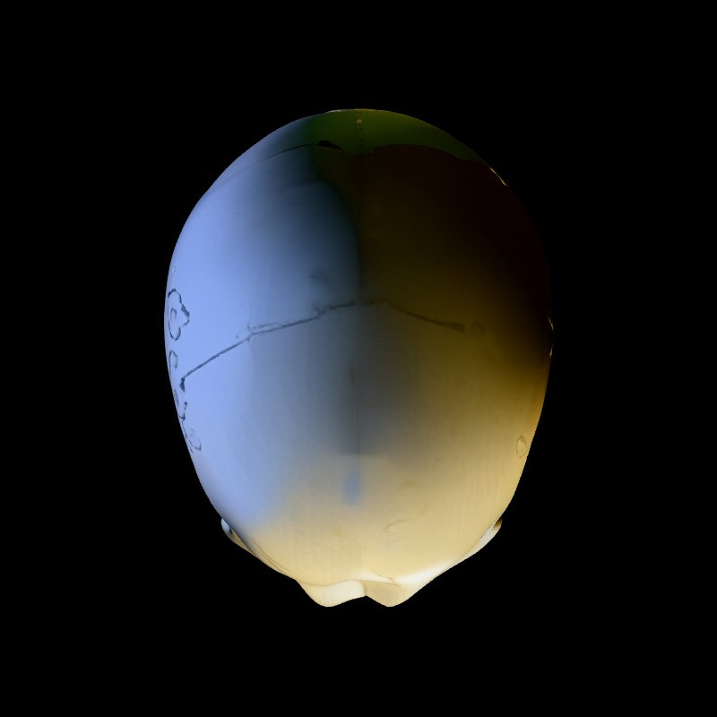 Realistic Human Skull 3D Model – Low Poly Game Asset, FBX, PBR Textures