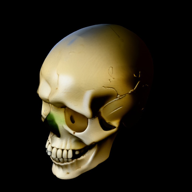 Realistic Human Skull 3D Model – Low Poly Game Asset, FBX, PBR Textures - View 3