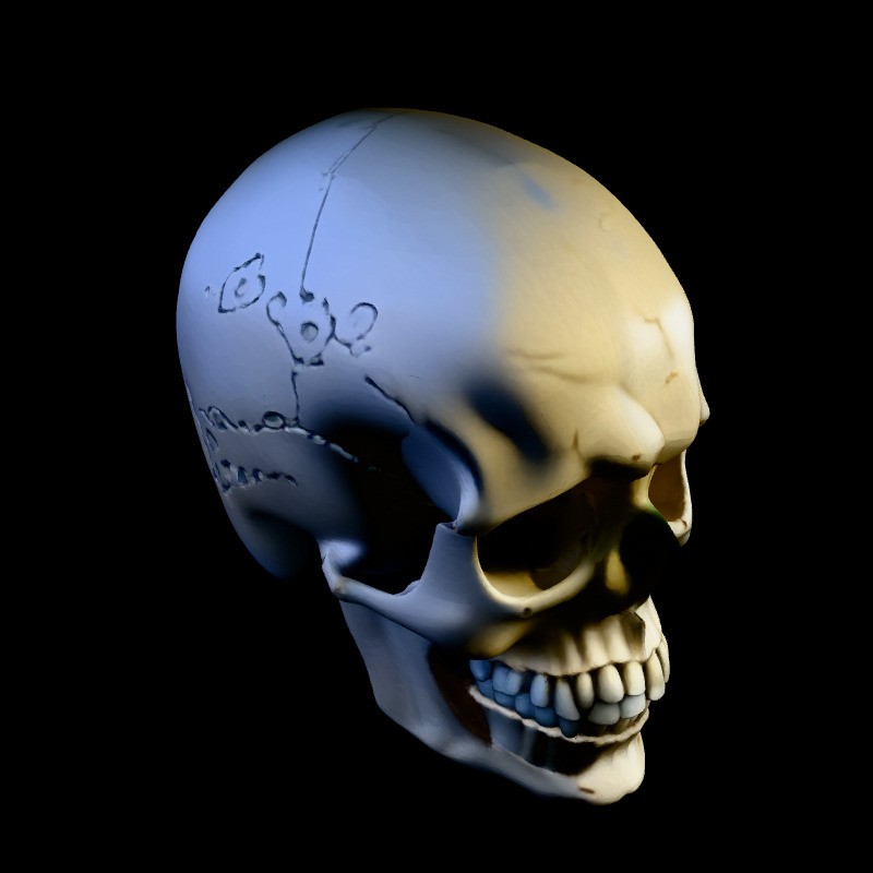 Realistic Human Skull 3D Model – Low Poly Game Asset, FBX, PBR Textures - View 4