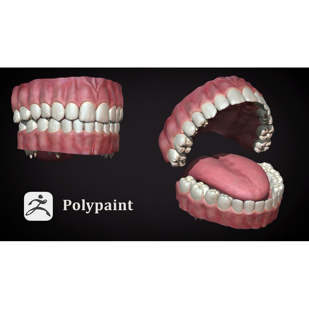 High Poly Teeth 3D Model – Anatomical Detail, FBX, OBJ, Zbrush