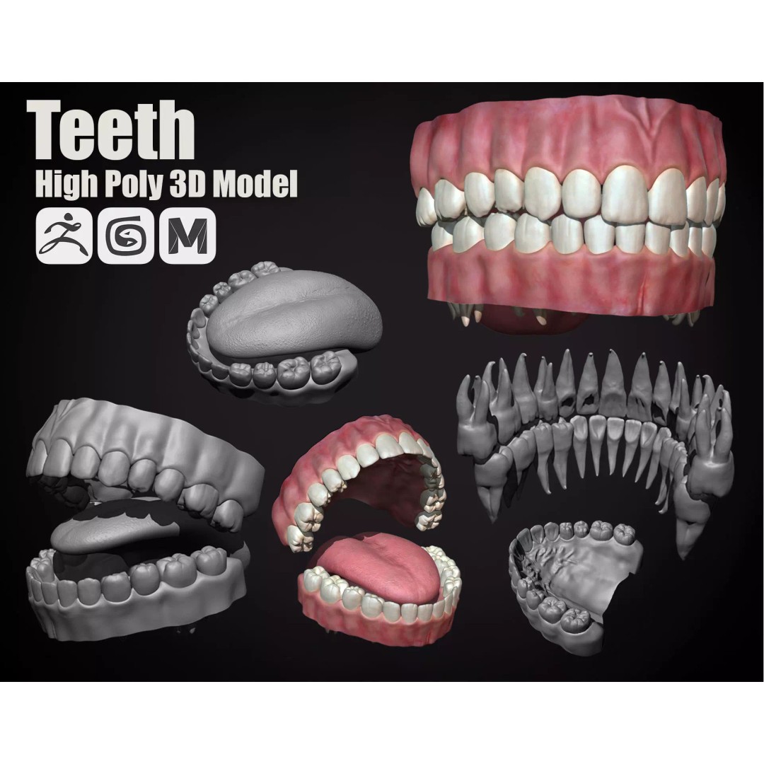 High Poly Teeth 3D Model – Anatomical Detail, FBX, OBJ, Zbrush - View 2