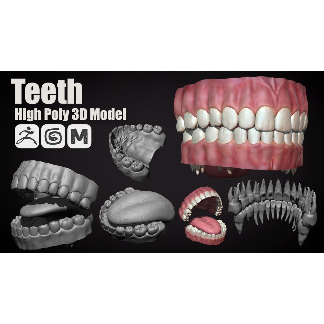 High Poly Teeth 3D Model – Anatomical Detail, FBX, OBJ, Zbrush - View 3