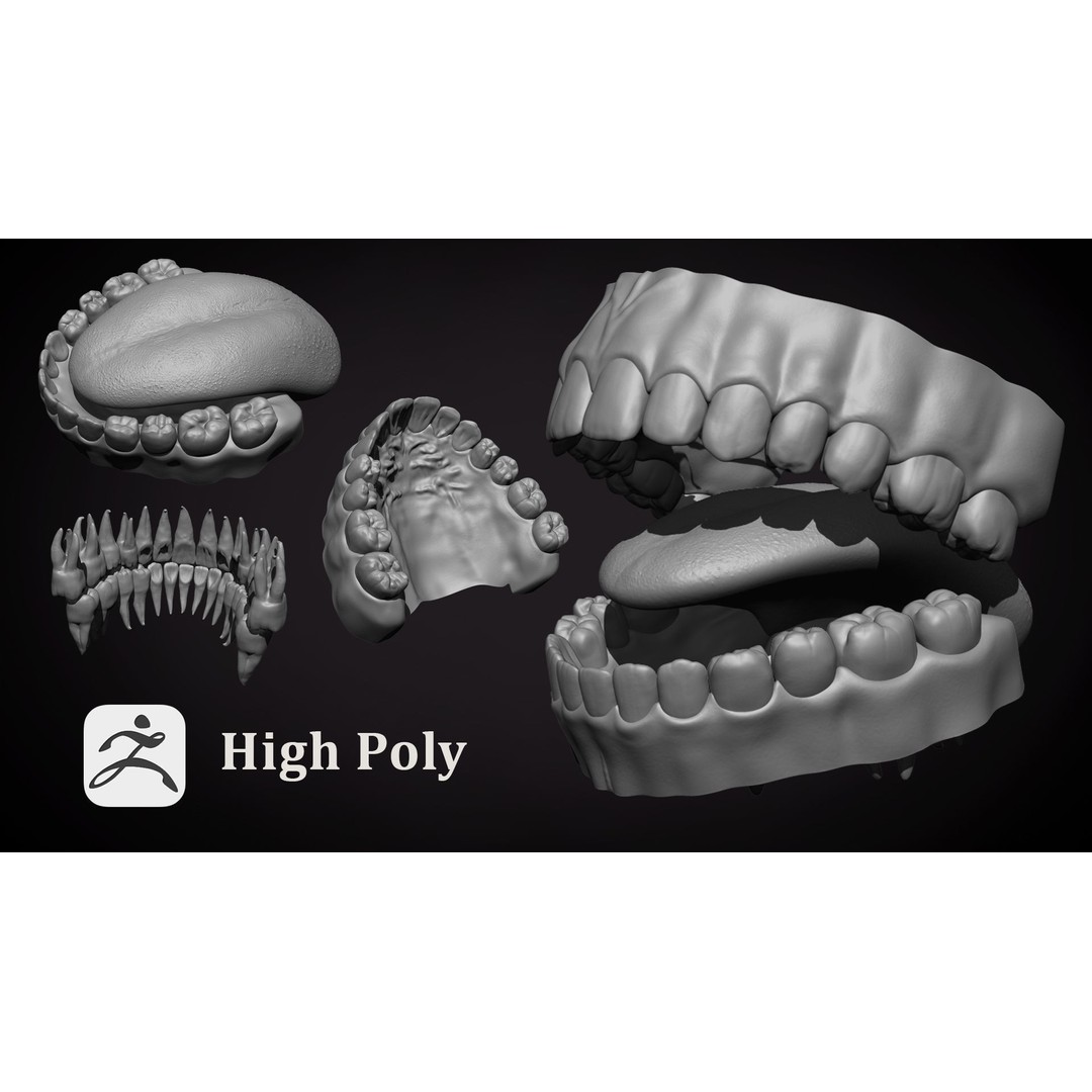 High Poly Teeth 3D Model – Anatomical Detail, FBX, OBJ, Zbrush - View 4