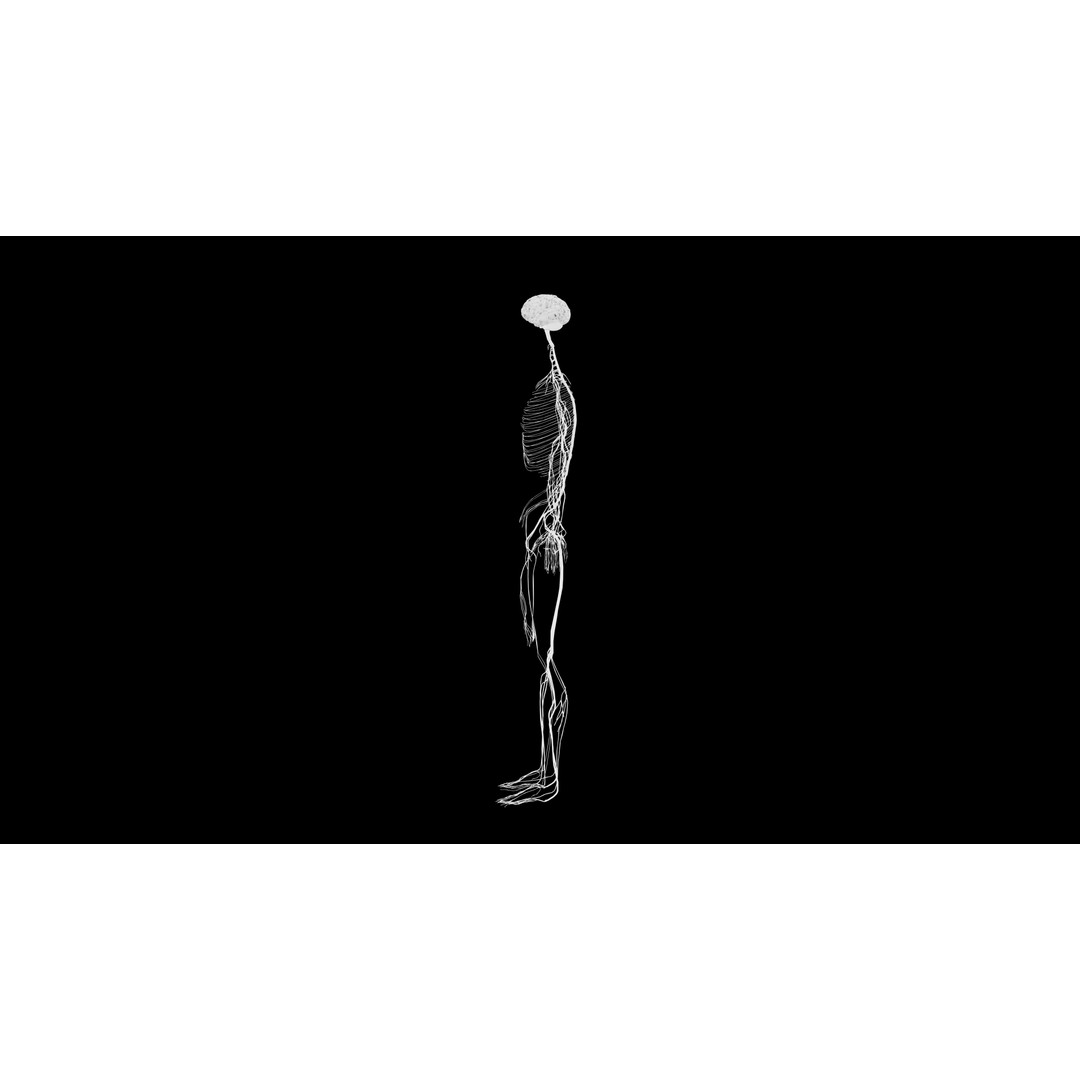 Nervous System 3D Model – Realistic Anatomy with PBR Textures - View 12