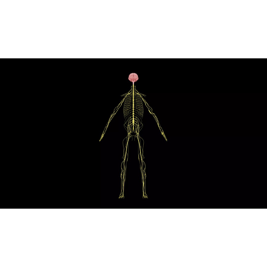 Nervous System 3D Model – Realistic Anatomy with PBR Textures - View 2