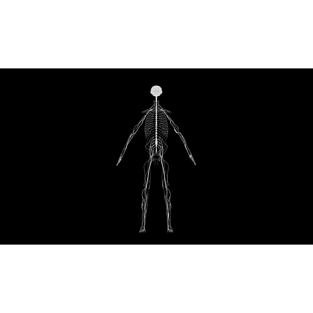 Nervous System 3D Model – Realistic Anatomy with PBR Textures - View 8
