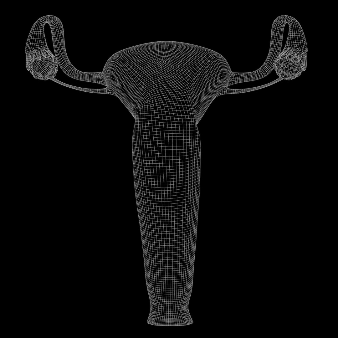 Female and Male Reproductive System 3D Model – PBR Medical Asset, FBX, OBJ - View 10