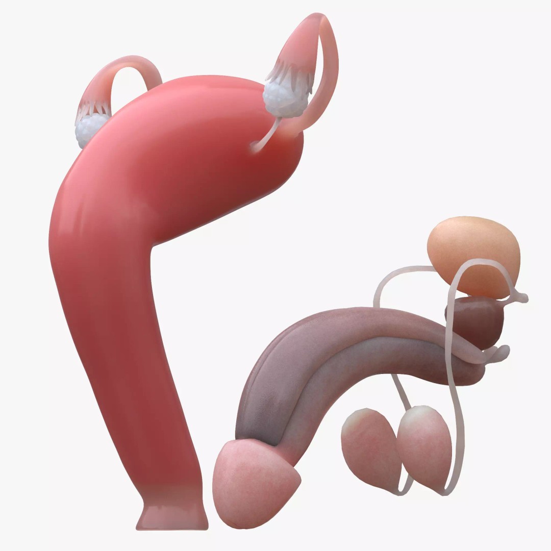 Female and Male Reproductive System 3D Model – PBR Medical Asset, FBX, OBJ - View 2