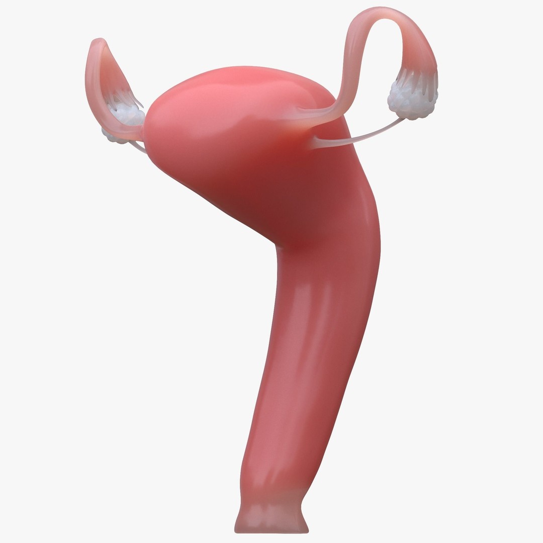 Female and Male Reproductive System 3D Model – PBR Medical Asset, FBX, OBJ - View 5